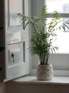 伊兹拉Hydra Memories House的坐在窗台上的花瓶里的植物