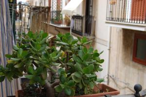 切法卢Casa Rubino的阳台的锅里种植的绿色植物
