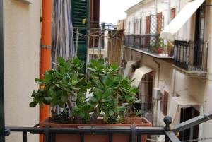切法卢Casa Rubino的建筑一侧种植盆栽植物的阳台