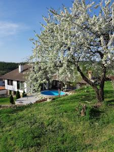 阿巴纳西Holiday Home Arbanasi的一座带房子和游泳池的院子中的花树