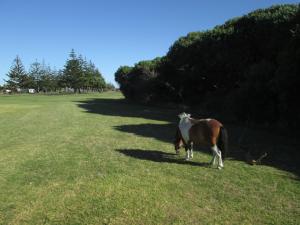 旺格努伊Monday Seaside Cottage的站在田野上的棕色和白色马