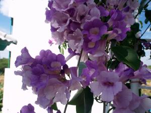 班佩罗勇府玛迈别墅酒店的花瓶里一束紫色花