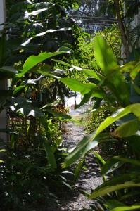 班佩罗勇府玛迈别墅酒店的一条穿过绿树成荫的花园的小路
