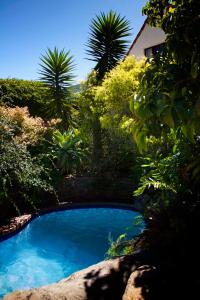 伊丽莎白港阿尔伯特路花园旅馆的棕榈树花园中的蓝色游泳池