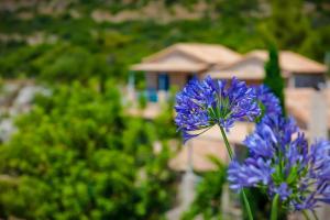 卡德哈米利诺托斯酒店的花园中一朵蓝色的花