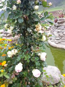 塔菲德尔瓦勒Villa Rural San Miguel de la Loma的池塘旁长着白色玫瑰的灌木丛