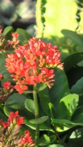 马特姆维塔马尼别墅酒店的绿色植物上的一束红色花