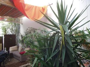 康斯坦茨格里旅舍的庭院里一个大型绿色植物,配有沙发