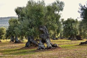 奥斯图尼Casa Campari的一群橄榄树在田野里