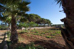 萨尔维Bio-Agriturismo masseria La Palombara的一群棕榈树在田野里