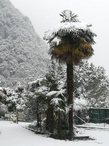 加尔达湖滨梅赛索勒公寓的山边的棕榈树被雪覆盖
