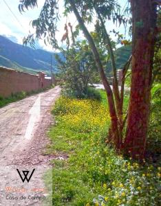 皮萨克Wayqi Wasi的一条土路,有树和黄色的花
