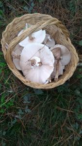 卡斯德尔诺沃贝拉登卡Il Pozzo Della Citerna的草上一篮蘑菇
