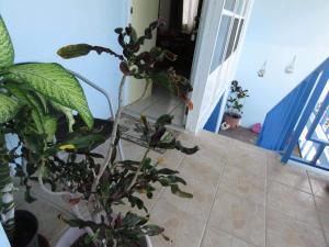 Saint Philips爱伦湾别墅酒店的坐在门边地板上的盆栽植物