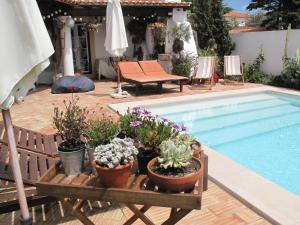 米尔芳提斯城Casa dos Cactos的游泳池旁的盆栽游泳池