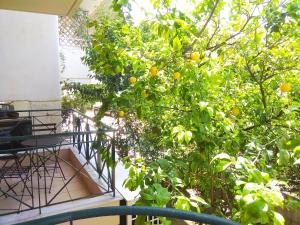 卡拉马塔Limonchello的阳台上生长着橘子树