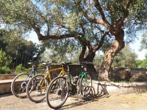 马丁纳弗兰卡Villa relax的两辆自行车在树下停放