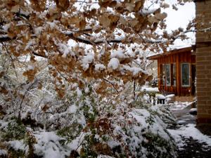 法明顿银江阿朵比住宿加早餐旅馆的房子前的雪覆盖的树