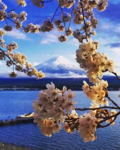 富士河口湖長喜屋宾馆的相册照片