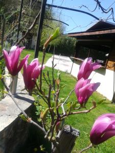 梅尔尼克埃利希腊酒店的植物上一束粉红色的花