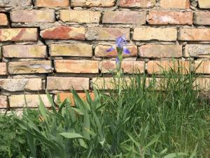 格赫伦-莱宾克兰里奇维斯度假屋的砖墙前的蓝色花朵