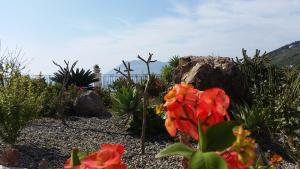 利帕里B&B Villa Maristella的一座种有红色花卉和岩石的花园