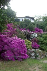 Casale Corte CerroB&B Al Mutpron的一座种有紫色花卉和石墙的花园