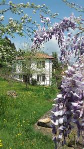 Casale Corte CerroB&B Al Mutpron的一座房子前面一棵紫色花的树