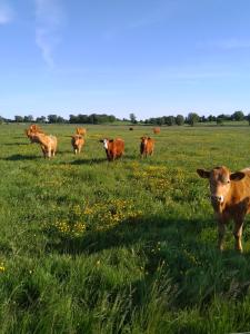 ZirchowFerienhaus Segebrecht的一群牛站在草地上