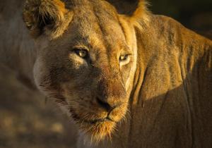 克拉塞利尔自然保护区Klaserie Drift的一只狮子的近距离观看相机