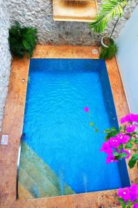 卡塔赫纳库拉托酒店的一座种植了植物和花卉的游泳池