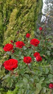 San PelayoHotel Rural San Pelayo的一群红玫瑰在墙上长着
