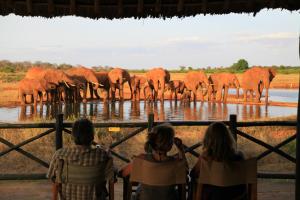 Voi沃伊野生动物山林小屋的一群观看大象群的人