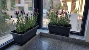 索佐波尔Guesthouse Odesos的两盆花坐在窗台上