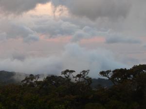 蒙泰韦尔德哥斯达黎加Casitas Jeruti的天空中一团云的树木