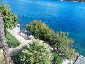 索布拉Mljet 4You - Beach House的棕榈树下的水体景观