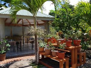 拉迪格岛岛屿简易别墅木屋的花园里桌子上一束盆栽植物
