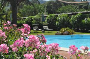 费拉约港Affittacamere Anselmi Sauro的一个带游泳池和粉红色鲜花的花园