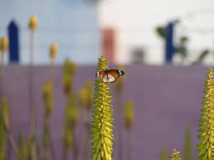 马约城Torre Sabina的一只蝴蝶坐在绿色植物顶上