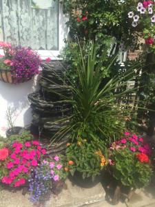 纽基贝壳酒店的花园中一群花卉和植物