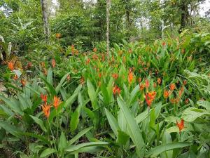 Caño NegroPosada Rural Oasis的森林里一片橙色的花