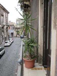 卡塔尼亚la locanda del centro storico的楼旁的盆子上棕榈树