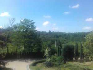 DwikozyDom w Zielonej Dolinie的森林中间的道路