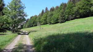 RotterodeFerienhaus Moosbachtal Thüringer Wald bei Oberhof的树木林地中间的土路