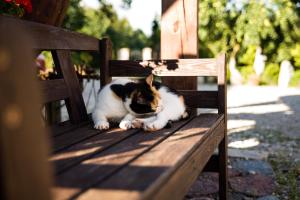 文戈热沃西德里斯科萨宾沃旅馆的一只猫躺在木凳上
