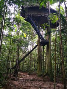 莱蒂西亚塔尼博查山林小屋的森林中的一个树屋