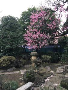 东京木香庵的花园中一棵开满粉红色花的花树