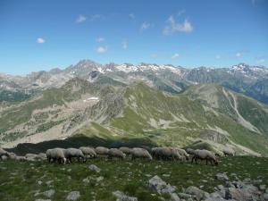 瓦尔代布洛尔Chalet Le Bois Noir的一群羊在山里放牧