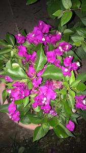 古雷Konak Lapeistra Hotel的盆里一束紫色的花