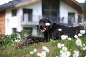 萨姆瑙恩Engadin Lodge PREMIUM & PRIVATE的一只黑色的狗躺在草地上,种着鲜花